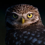 Little owls